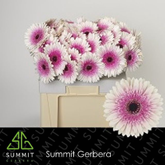 <h4>GE GR LISANDRA</h4>
