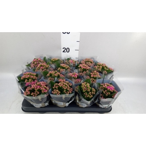 Kalanchoe blos. 'RosDon Victorio'