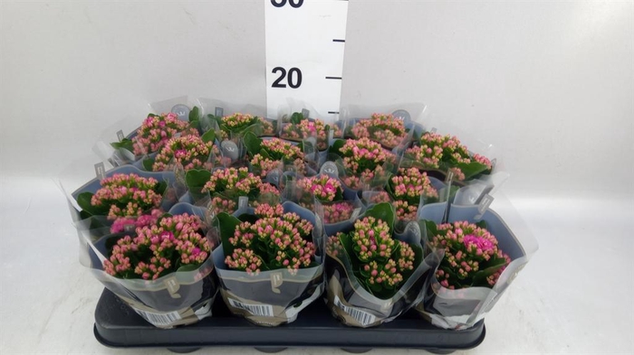 <h4>Kalanchoe blos. 'RosDon Victorio'</h4>