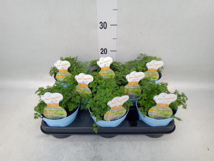 <h4>Tuinkruiden   ...</h4>