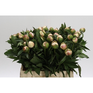 Paeonia Festiva Maxima
