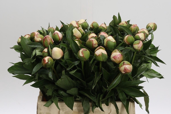 <h4>Paeonia Festiva Maxima</h4>