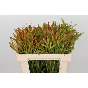 Leucadendron Ayoba Cherry Pearl