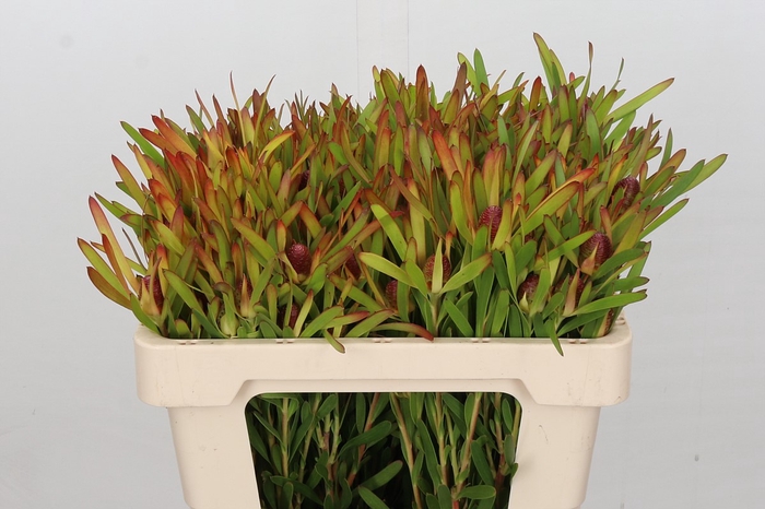 <h4>Leucadendron Ayoba Cherry Pearl</h4>