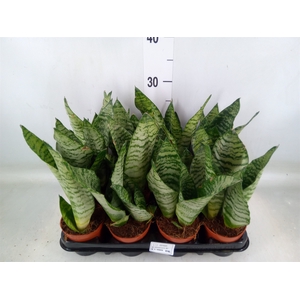 Sansevieria zeylanica