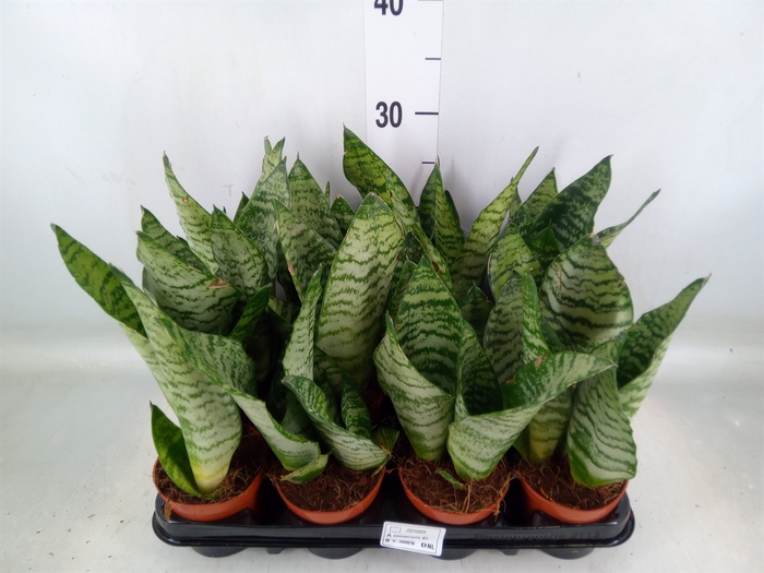 <h4>Sansevieria zeylanica</h4>