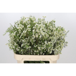Chamelaucium Ofir