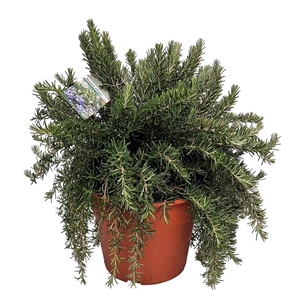 ROSMARIN OF PROSTRAT