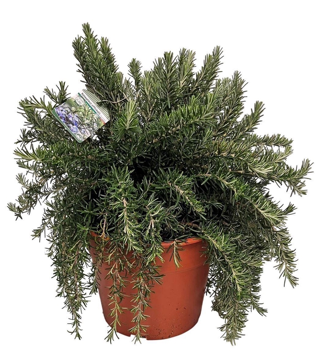 <h4>ROSMARIN OF PROSTRAT</h4>