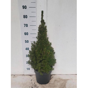 PICEA GL CONICA