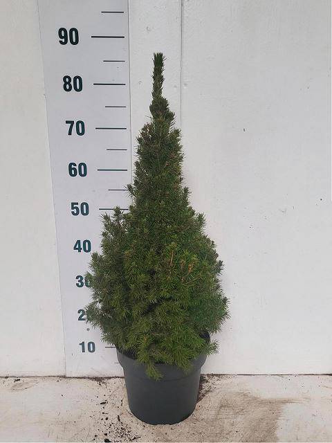 <h4>PICEA GL CONICA</h4>