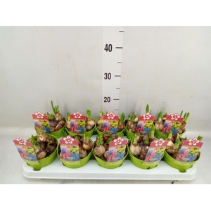 Bolbloemen   ...mix