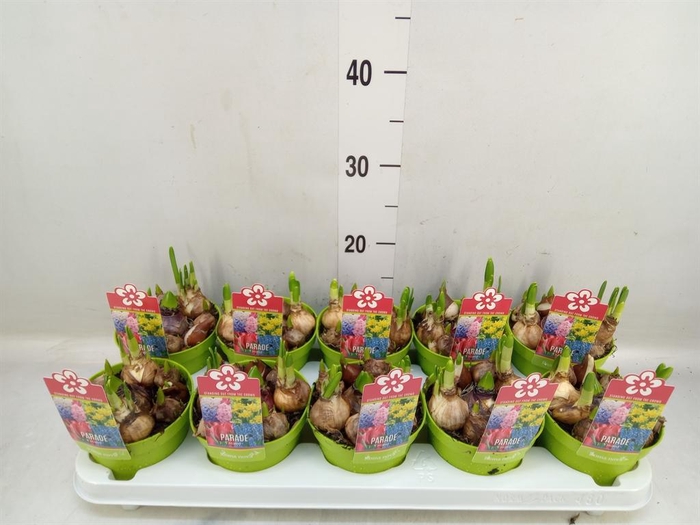 <h4>Bolbloemen   ...mix</h4>