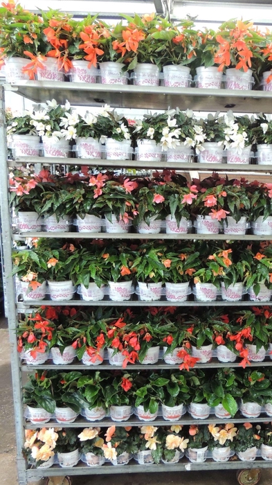 <h4>Begonia Waterfall</h4>