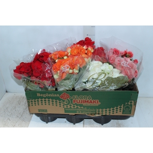 BEGONIA P15