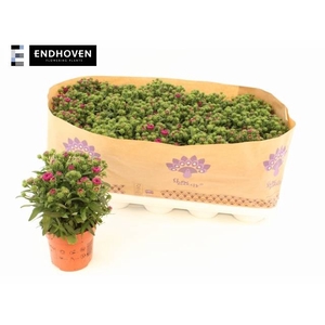 ASTER SHOWM MAGENTA