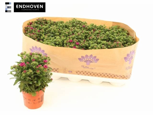<h4>ASTER SHOWM MAGENTA</h4>