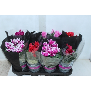 CYCLAMEN P14