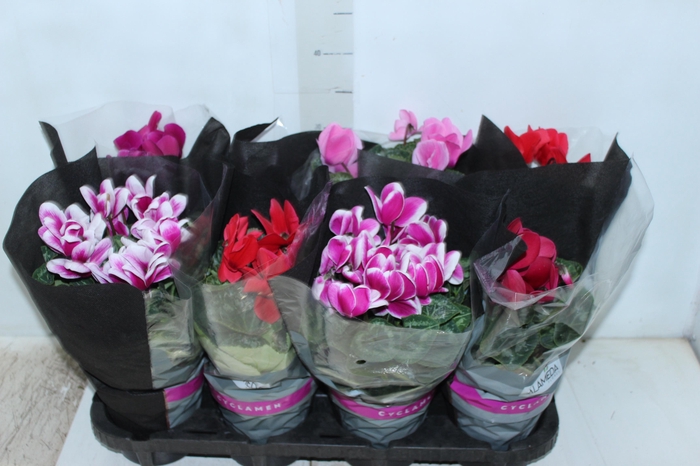 CYCLAMEN P14