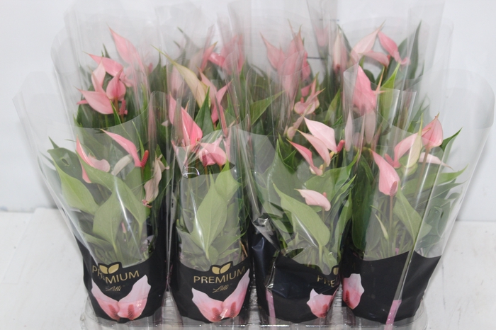 <h4>ANTHURIUM LILLI P09 PREMIUM</h4>