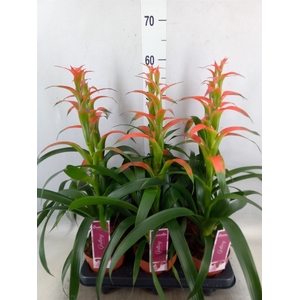 Guzmania wittmackii   ...red
