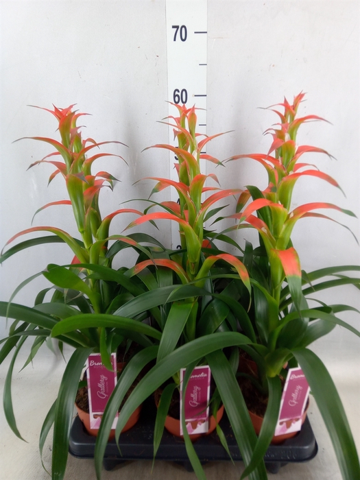 <h4>Guzmania wittmackii   ...red</h4>