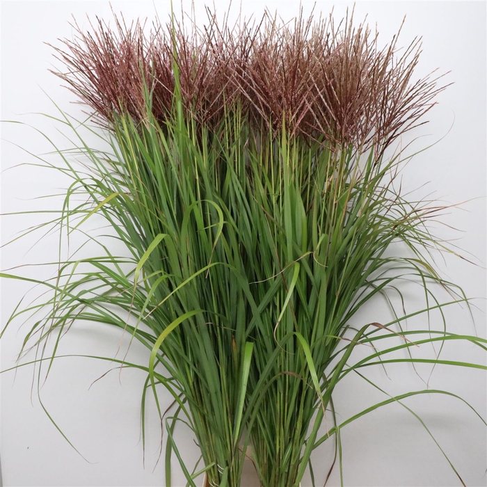<h4>Miscanthus Kupferberg</h4>
