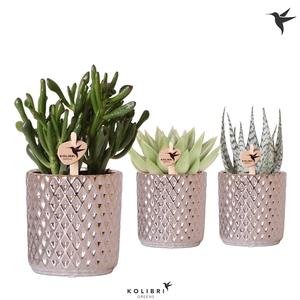 Kolibri Greens Succulenten mix in Diamond pot silver