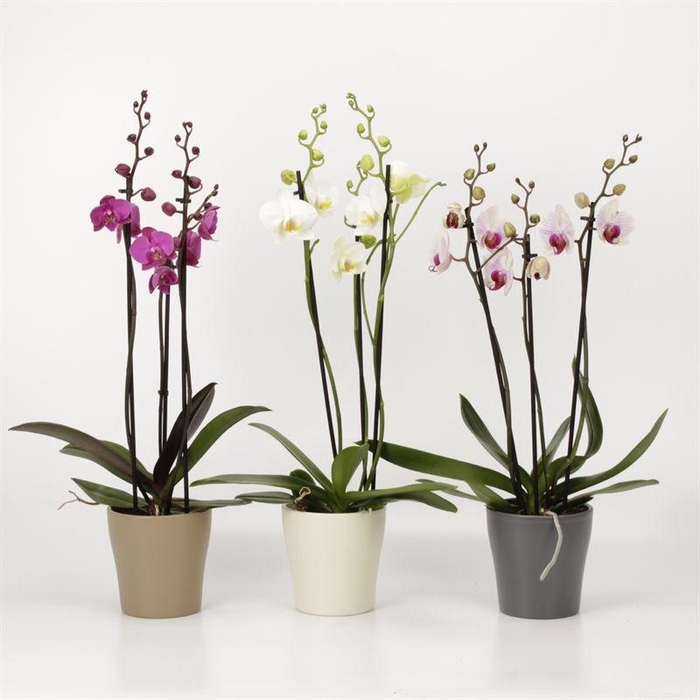 <h4>Phal Gemengd 3 Tak Keramiek Industrial</h4>