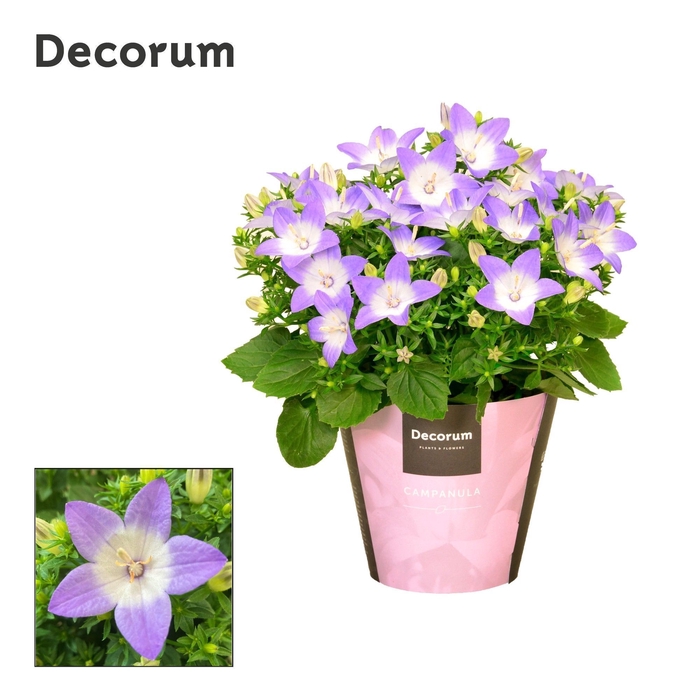 <h4>Campanula iso. Berlin Bicolor Decorum</h4>