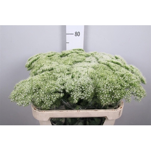 Trach Wh Lake Michig