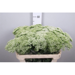 Trach Wh Lake Michig