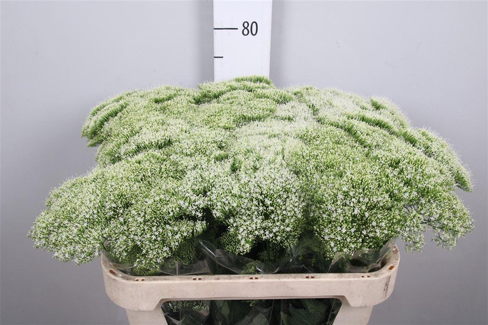 <h4>Trach Wh Lake Michig</h4>