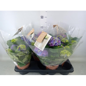 Hydrangea mac. 'Ningbo'