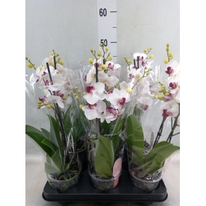 Phalaenopsis multi. 'FC Safe Haven'