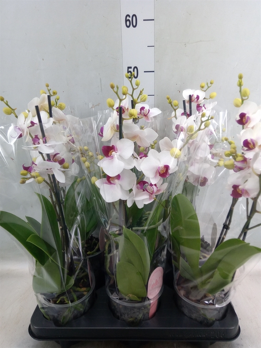 <h4>Phalaenopsis multi. 'FC Safe Haven'</h4>