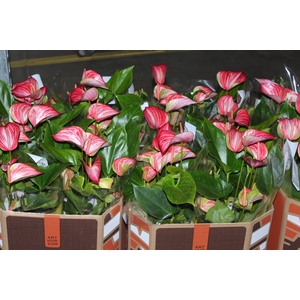 ANTHURIUM LIVIUM RED P17 BICOLOR