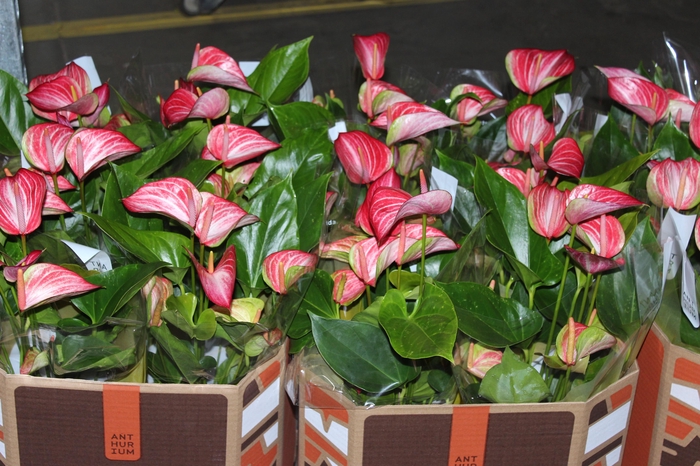 <h4>ANTHURIUM LIVIUM RED P17 BICOLOR</h4>