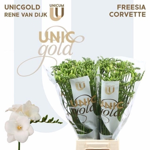 Freesia enk Corvette