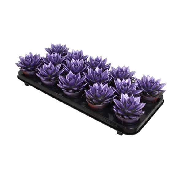 <h4>Echeveria Metallic Purple</h4>