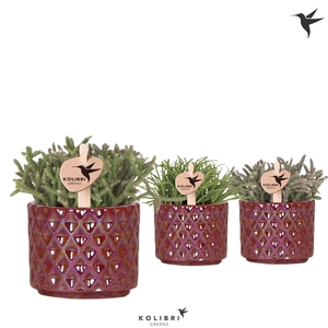 Kolibri Greens Rhipsalis mix in Diamond Pearl pot red