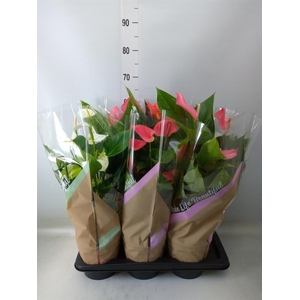 Anthurium   ...mix 4