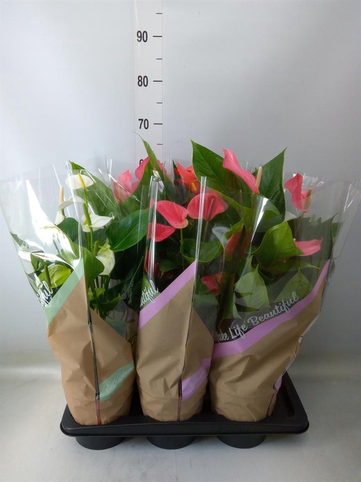 <h4>Anthurium   ...mix 4</h4>