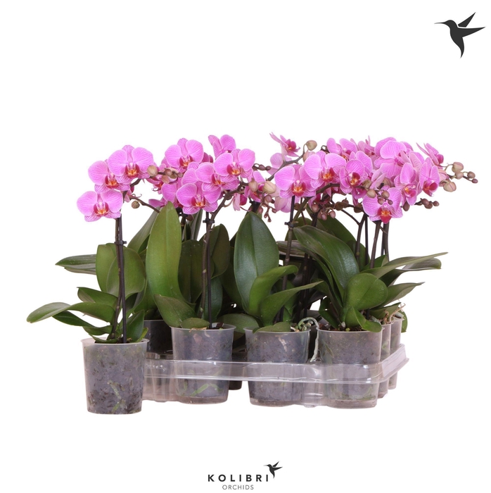 <h4>Kolibri Orchids Phalaenopsis Violet 1 spike No label</h4>