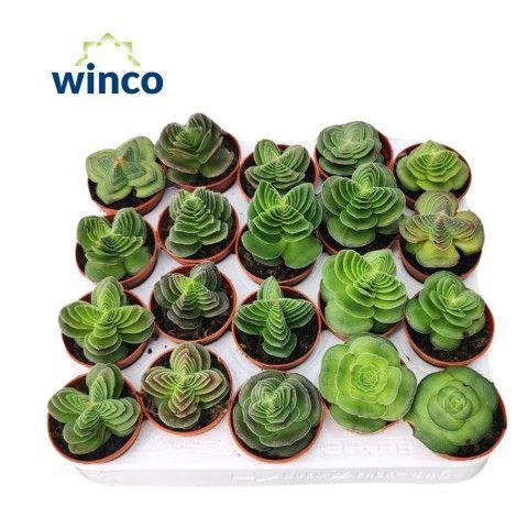 <h4>Crassula Capitella Turrita</h4>