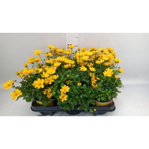 Bidens fer. 'Golden Empire'