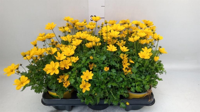 <h4>Bidens fer. 'Golden Empire'</h4>