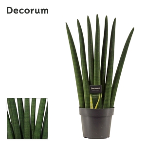 Sansevieria Cylindrica 14 cm Fan (Decorum)