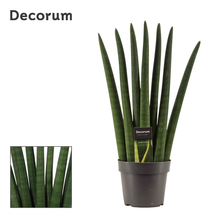 <h4>Sansevieria Cylindrica 14 cm Fan (Decorum)</h4>