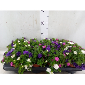 Calibrachoa  'Trixi Petticoat'